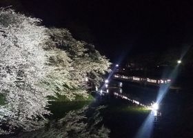 霞城公園桜ライトアップ1